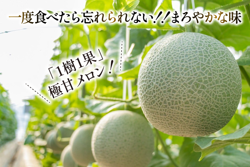 AJ651 【令和8年7-8月出荷分】 堀農園 マスクメロン 2玉 [ メロン めろん 青肉メロン 黄緑 果物 フルーツ おいしい 甘い 堀農園 長崎県 島原市 ]