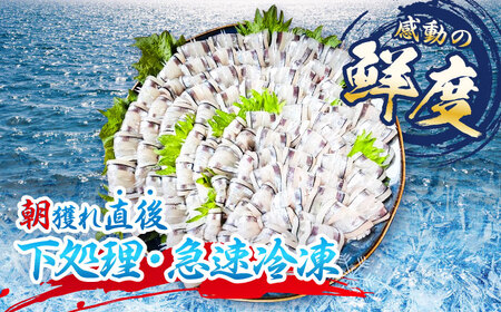 【全3回定期便】新鮮キビナゴのお刺身 五島市/Sun Sea Go Company[PGL002]