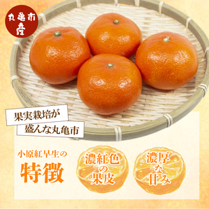 【2026年1月初旬より順次発送】【秀品】小原紅早生 約2.5kg みかん みかん みかん みかん