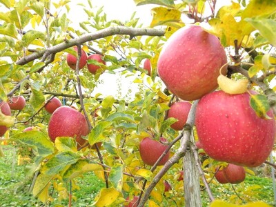 りんご（あいかの香り）５ｋｇ　ご家庭用　0075-2613