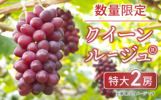 
            【先行受付2026年発送】数量限定！クイーンルージュ(R) 特大2房　※7月下旬～8月上旬頃発送
          