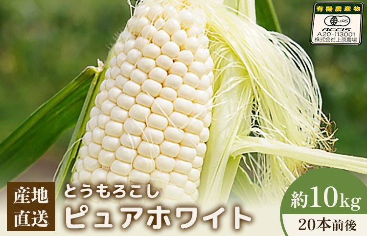 【先行予約】上原農場直送　有機栽培とうもろこし (ピュアホワイト) 約10kg 約20本前後【66017】