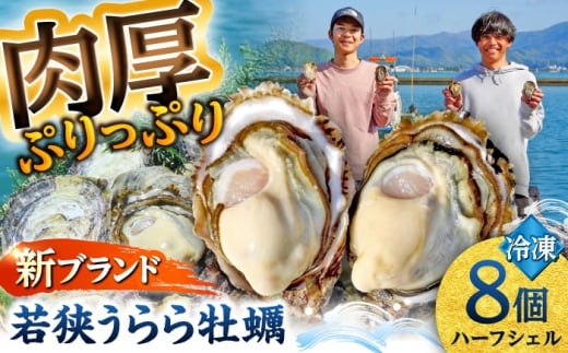 牡蠣 若狭うらら牡蠣 ハーフシェル 8個 生食可 / かき カキ 海鮮 小浜市 / 小浜海産物 【配送不可地域：北海道・沖縄・離島】 [BFAA099]