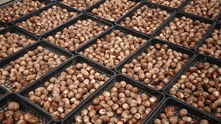 【先行予約】甲斐市産 八幡芋 Lサイズ 1.0kg  里芋 いも ミクニ農園