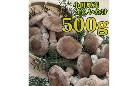 小田原産高級しいたけ「海の香・山の香」　　香り高く肉厚でみずみずしい　　500ｇお届け〈出荷時期:2024/11/1出荷開始～2025/1/31出荷終了〉【 野菜 きのこ キノコ 茸 シイタケ しいた