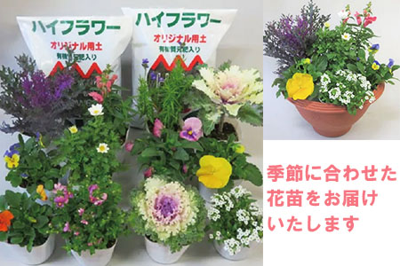 寄せ植え 花 季節のお花 12ポット 用土 鉢 付き ガーデニング プレゼント 育成セット 日用品 園芸 花苗 おすすめ セット 母の日 季節 お花 贈り物 農事組合法人ハイフラワー 埼玉県 羽生市 