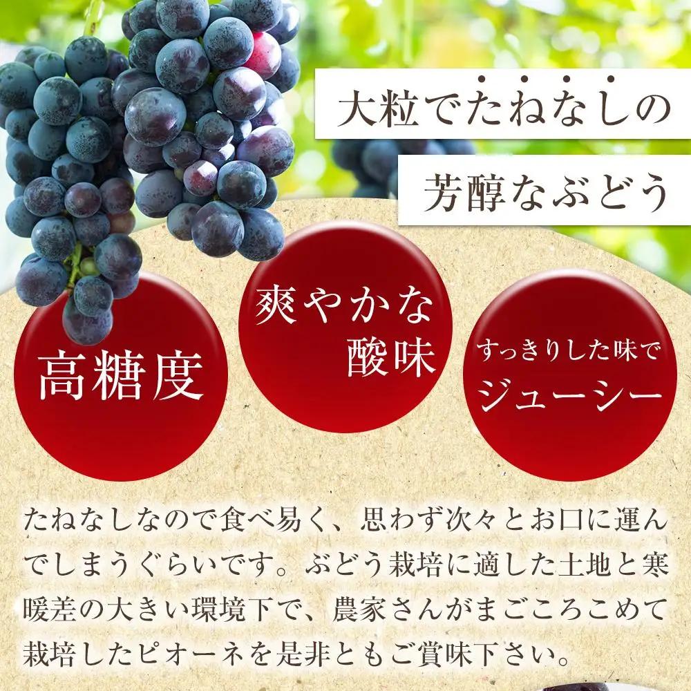 【新鮮・産直】和歌山かつらぎ町産たねなしピオーネ約3kg★2026年8月中旬頃より順次発送【TM127】