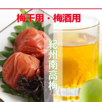 ふるさと納税 和歌山市 2025/6月より発送【梅干し・梅酒用】紀州和歌山の熟南高生梅2LorL-10kg |  | 01