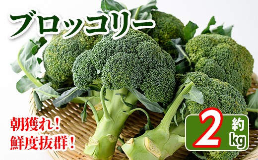＜先行予約！2026年11月中旬以降順次発送予定＞鮮度抜群！ブロッコリー(約2kg) 【man057】【Aglio nero】