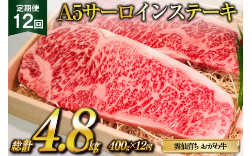 定期便 12回 牛肉 雲仙育ち おがわ牛 A5 サーロインステーキ 総計4.8kg(400g×12回) [焼肉おがわ 長崎県 雲仙市 item1599] ステーキ 黒毛和牛 冷凍