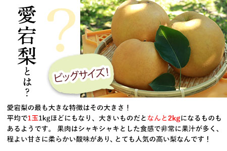 【先行予約】愛宕梨 約3.5～4kg(3～6玉前後) 期間限定 なし フルーツ 果物 新鮮 常温便《12月上旬-1月末頃出荷》熊本県 荒尾市産 目野果実直売所