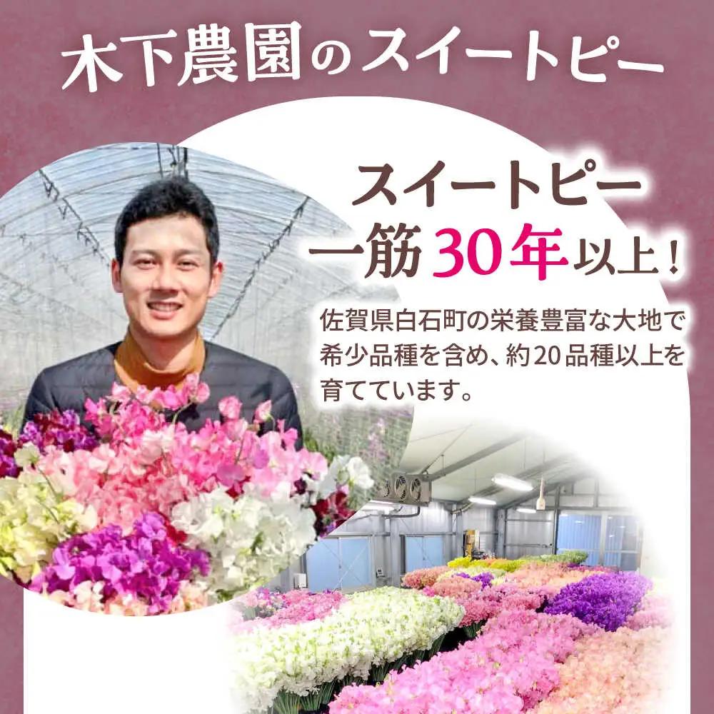 【先行予約 2026年12月～発送】スイートピー 花束 50本（ピンク） / 生花 [IBW002]