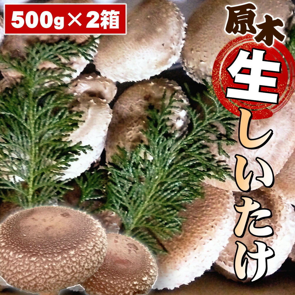 【ふるさと納税】No.081 原木生しいたけ ／ シイタケ 椎茸 きのこ キノコ 茸 肉厚 歯ごたえ 香り コナラ クヌギ 送料無料 神奈川県 特産品