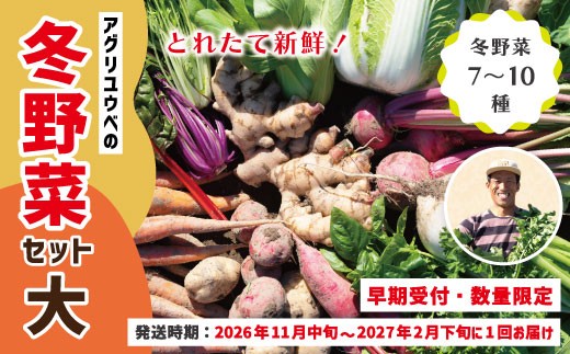 【 早期受付 数量限定 】アグリユウベの冬野菜セット (大) とれたて 新鮮 農家直送 国産 野菜便 やさい 野菜 冬野菜 ベジタブル 産地直送 旬 高知県 四万十市 四万十 しまんと 【2026年11月中旬～2027年2月下旬に１回発送】26-761