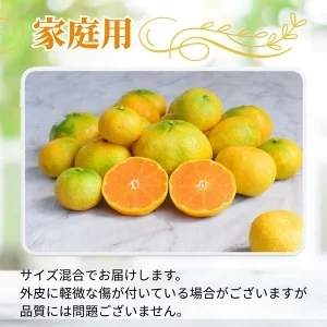 ハウスみかん 0.5kg+250g(傷み補償) 家庭用 / ハウスミカン 温室みかん 有田みかん 甘い 和歌山 柑橘 ※7月中旬～8月下旬に順次発送 ※北海道・沖縄・離島への配送不可 【ikd002-