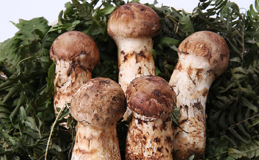 岩泉まつたけ 直送 500g【配送不可地域：離島】