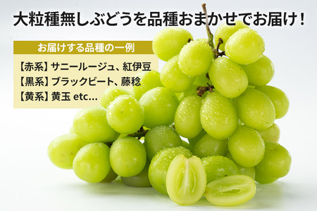 《9月上旬～下旬発送》 園主が厳選！ぶどう詰め合わせ 1.5kg以上（2～3房）