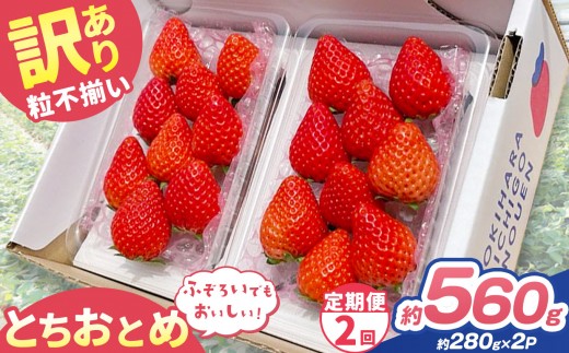 【定期便2回】訳あり 粒不揃い とちおとめ 560g (280g×2P) | 栃木県 矢板市 澳原いちご農園