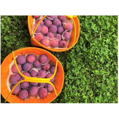 ふるさと納税 甲州市 童夢のすもも「貴陽」化粧箱 8個入り(約1.6〜1.9kg)【2026年発送】 |  | 02