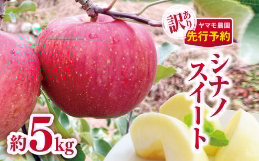 *【2025年先行予約】 ヤマモ農園 訳あり シナノスイート約5kg | 果物 フルーツ 果実 りんご 林檎 リンゴ シナノスイート 長野県 松川村 信州