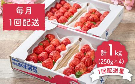 【全2回定期便】福岡産 いちご【春】あまおう 4パック＜南国フルーツ株式会社＞那珂川市 いちご 苺 イチゴ あまおう 定期便 福岡産   [GCD043]25000 25000円
