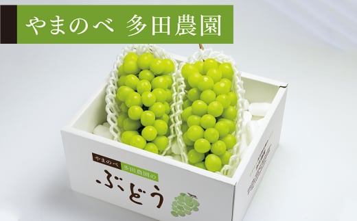
            《先行予約》2026年 山形県産 シャインマスカット （2～3房入り） やまのべ多田農園のぶどう F20A-894
          