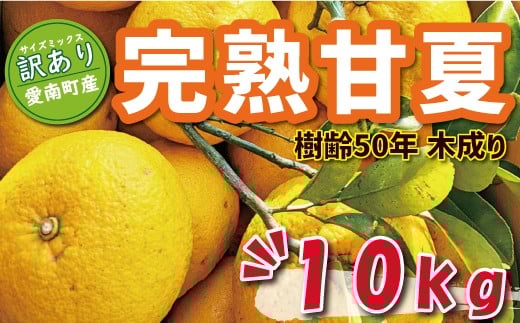 
            先行予約 訳あり 木成り 完熟 甘夏 10kg 10000円 樹齢 50年 みかん あまなつ 夏みかん グレープフルーツ だいだい 家庭用 事前 予約 受付 産地直送 国産 農家直送 糖度 果樹園 期間限定 数量限定 特産品 ゼリー マーマレード ピール ジュース デザート 等に 人気 甘い おいしい フルーツ 果物 柑橘 蜜柑 規格外 減農薬 あいなん総合ファクトリー 愛南町 愛媛県
          