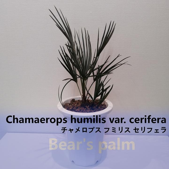 
チャメロプス フミリス セリフェラ　Chamaerops humilis var. cerifera_栃木県大田原市生産品_Bear‘s palm
