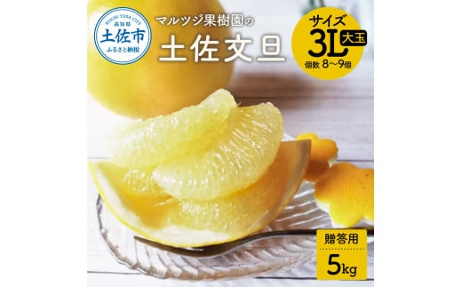 【先行予約受付】文旦 約5kg 贈答用 大玉 土佐文旦 ぶんたん ブンタン 期間限定 数量限定 3Lサイズ 8～9個 果物 柑橘 フルーツ 高知県産 土佐市産 贈答用 ギフト 美味しい おいしい ふるさと納税 16000円 返礼品 高知 マルツジ果樹園の土佐文旦贈答用
