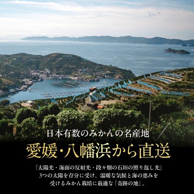 【数量限定】老舗農家が見極めたプレミアム【媛小春5kg】 愛媛県新品種【G70-101】【1671405】