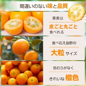 【A18004】＜先行予約受付中！2026年2月下旬に収穫ができ次第順次発送予定＞肝付町産 完熟ハウスきんかん(約3kg×1ケース)鹿児島 国産 フルーツ 果物 柑橘 金柑 きんかん 果汁 ギフト お