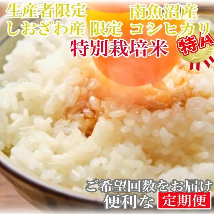 【令和7年産】【定期便5kg×9ヶ月】特別栽培 しおざわ産限定 生産者限定 南魚沼産コシヒカリ【定期便 銘柄米 ブランド米 精米 こしひかり コシヒカリ 魚沼産 新潟米 産地直送 お米 米 こめ コメ ご飯 御飯 ごはん】