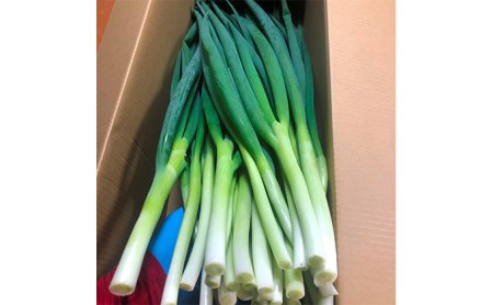 【4か月定期便】生産農家直送 京野菜・九条ねぎ2kg〈ねぎ 野菜 京都