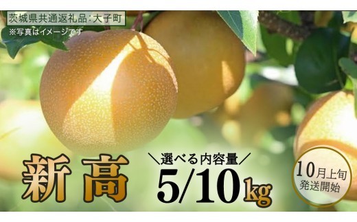 
                  【 選べる 内容量 】新高 約5kg / 約10kg 【2026年10月上旬発送開始】(茨城県共通返礼品：大子町) 梨 なし 果物 くだもの フルーツ にいたか
                