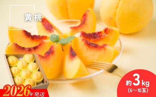 
                  No.3307 種まきうさぎ 福島市産 黄桃 (品種おまかせ)　約3㎏
                