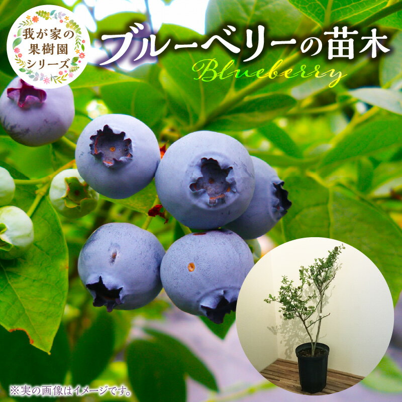 【ふるさと納税】ブルーベリー 苗木 高さ 約 50 cm 7号 フルーツ 果物 ベリー 庭木 果樹 植樹 鉢植え 庭植え ガーデニング チーム田主丸 我が家の果樹園 シリーズ 福岡県 久留米市 お取り寄せ 送料無料