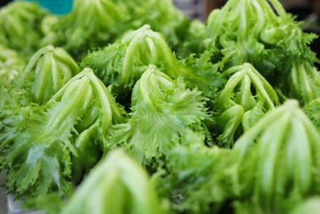 おかけんふぁーむのリーフレタス（栽培期間中農薬不使用） 