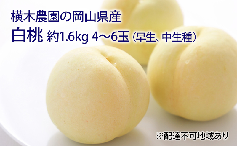 桃 2025年 先行予約 岡山の 白桃（早生、中生種）約1.6kg 4～6玉 もも モモ 岡山県産 国産 フルーツ 果物 ギフト 横木農園