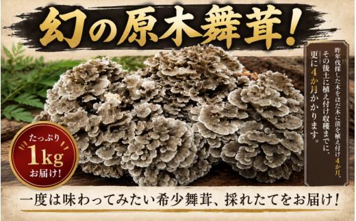 【先行予約】 マイタケ 舞茸 まいたけ1kg 原木舞茸 希少 幻 肉厚 きのこ ステーキ 生まいたけ 生マイタケ だし 焼きまいたけ 炭火 鍋 焼肉 バーベキュー 味噌汁 スープ 野菜 新鮮 旬 食べ応え うまみ 獲れたて 原木 徳島県 三好市 みよし