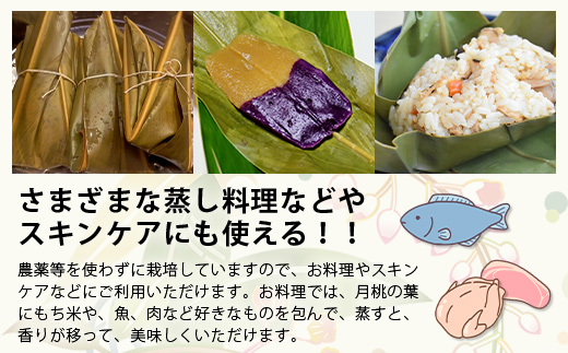 自然栽培の「月桃の葉20枚」セット（特別栽培、栽培期間中農薬不使用）【 沖縄県石垣市 月桃 葉 鑑賞 農薬不使用 化学肥料不使用 離島のいいもの 沖縄いいもの石垣島 】OI-15