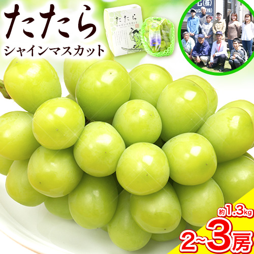 【令和7年度産先行予約】 マスカット シャインマスカット 約1.3kg(2～3房) たたらみねらるシャインマスカット ギフト 糖度18度以上 フルーツ 種無し ぶどう 葡 Y&G．ディストリビューター 岡山県 笠岡市《2025年8月下旬-10月下旬頃出荷》