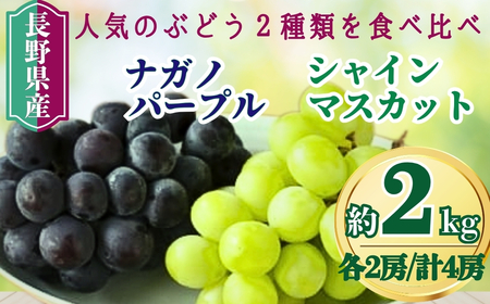 【2026年先行予約】家庭用 シャインマスカット＆ナガノパープル 約2kg（3~5房）｜ ぶどう
