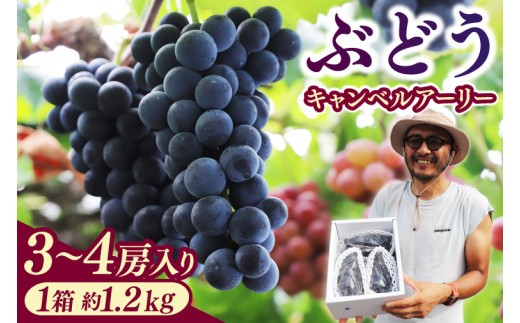
                  ＼数量限定 9月発送予定／ ぶどう キャンベルアーリー (3～4房入り) 約1.2kg 【数量限定・受付終了間近】 種あり お取り寄せ 産地直送濃厚 甘酸っぱい 果汁たっぷり 紫波町 フルーツ 果物 岩手県(EK002)
                