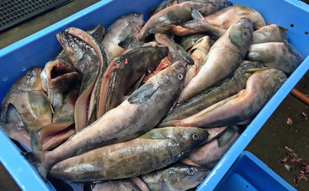 北海道 礼文島産 北の荒波が育んだ 極上 肉厚 開き根ほっけ 特大400g以上×7枚［マルキュウ ジンポーフーズ］【 ほっけ ホッケ 根ほっけ 開きほっけ 干物 特大 肉厚 脂のり 焼き魚 海鮮 北海