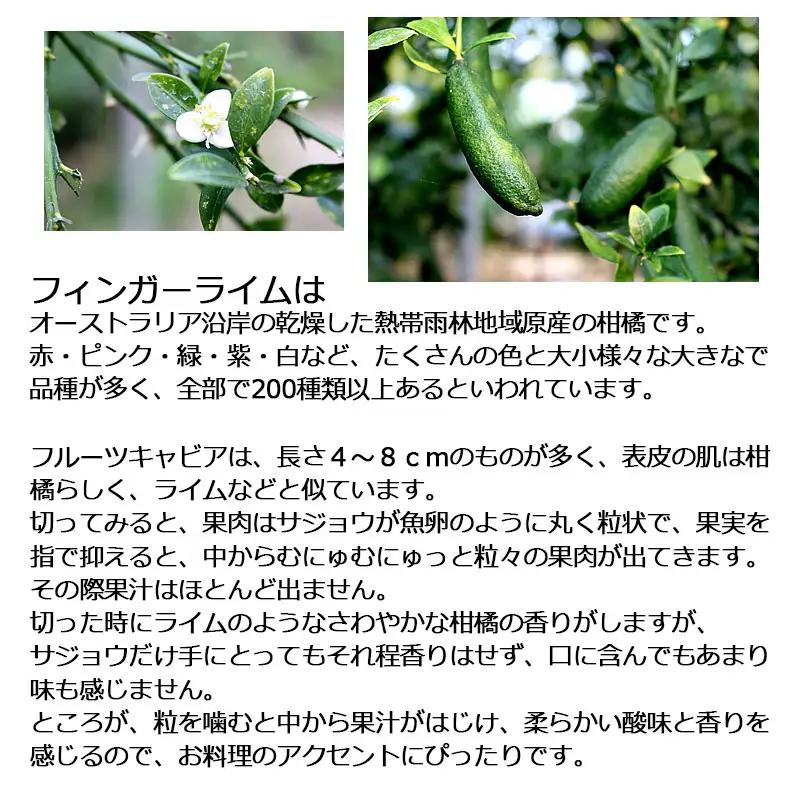 【先行予約】 フィンガーライム 約100g  高知県土佐市 【株式会社SHIRAKI】 [BQAI046]