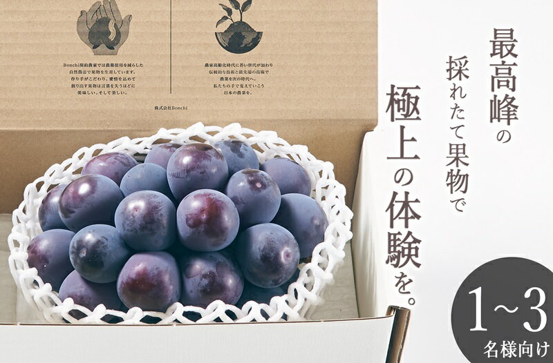 【ふるさと納税】 ピオーネ 1房入り 約550g 果物 フルーツ 葡萄 ぶどう 黒ぶどう ブドウ 甲州市産 大粒 種なし 産地直送 2025年発送 数量限定 期間限定 自然農法 山梨 8月 9月 発送 贈答 ギフト 家庭用 （BNC） 【B15-491】