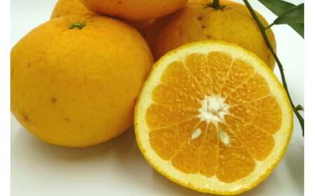 【伊豆のみかん・柑橘】もぎたて果実　あまなつ　8kg　A023 ／ 収穫体験農園ふたつぼり　柑橘　フルーツ　静岡県　東伊豆町