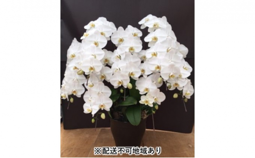 幸せが飛んでくる胡蝶蘭大輪7本立ち【配送不可：北海道、東北、沖縄、離島】