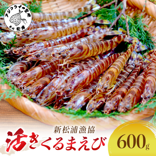 【宅配BOX不可】新松浦漁協　活きくるまえび500g（ ふるさと納税 車海老 クルマエビ 車エビ 車えび くるまえび 海老 エビ えび 海鮮 送料無料 活き車えび ）【C0-068】