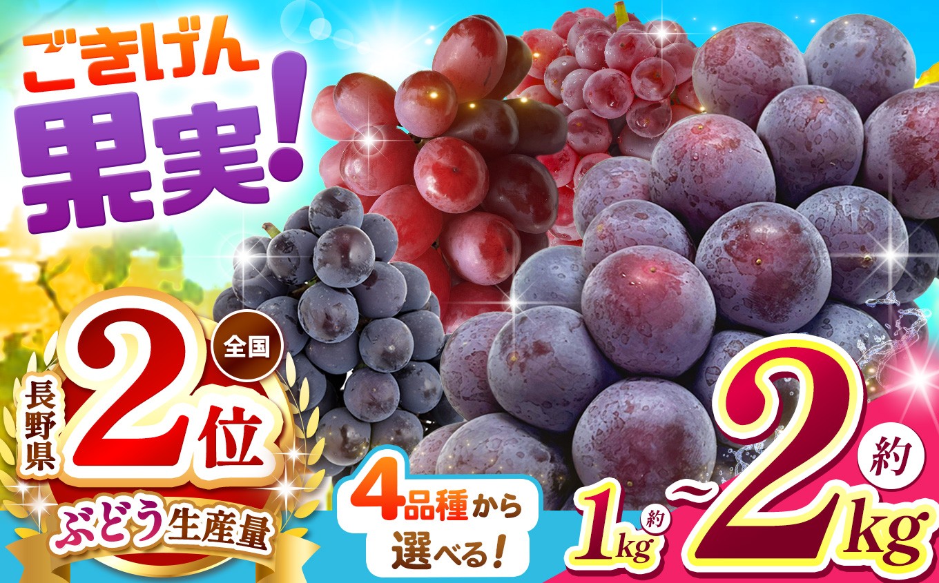 
                  【先行受付：7月下旬～発送】ブドウ王国 長野県産 ぶどう 選べる 品種 4種類 ｜ぶどう 葡萄 クイーンルージュ® デラウェア ピオーネ 巨峰 果物 お好み フルーツ 種無し 新鮮 信州産 ご機嫌 果実 | 1kg~2kg 数量限定 期間限定 |  先行予約 ふるさと納税 松本市 | 寄附額 10000円～
                